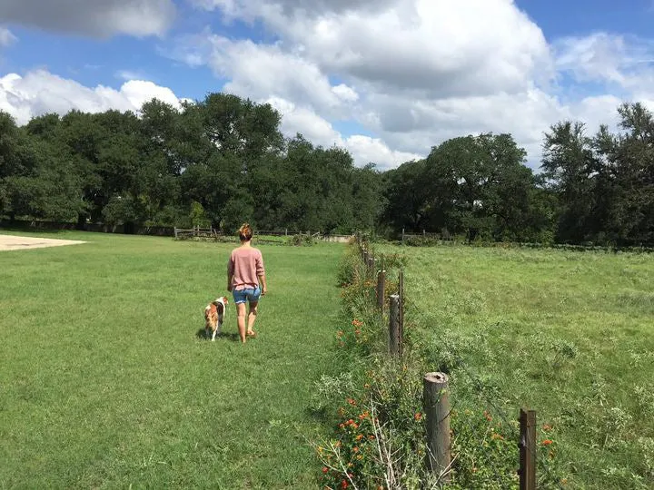 Shop Shirt | Side By Side | Ballad of the Bird Dog